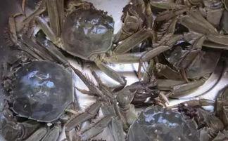黄河口大闸蟹爆料视频,揭秘美味背后的生态传奇